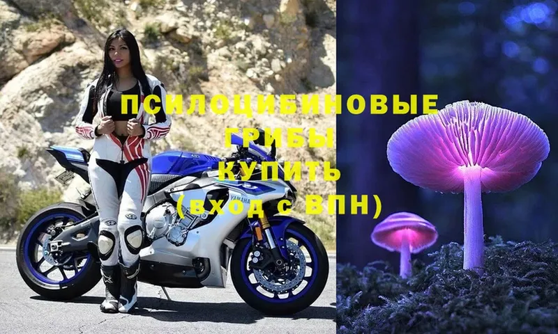 Псилоцибиновые грибы Psilocybe  Кимовск 